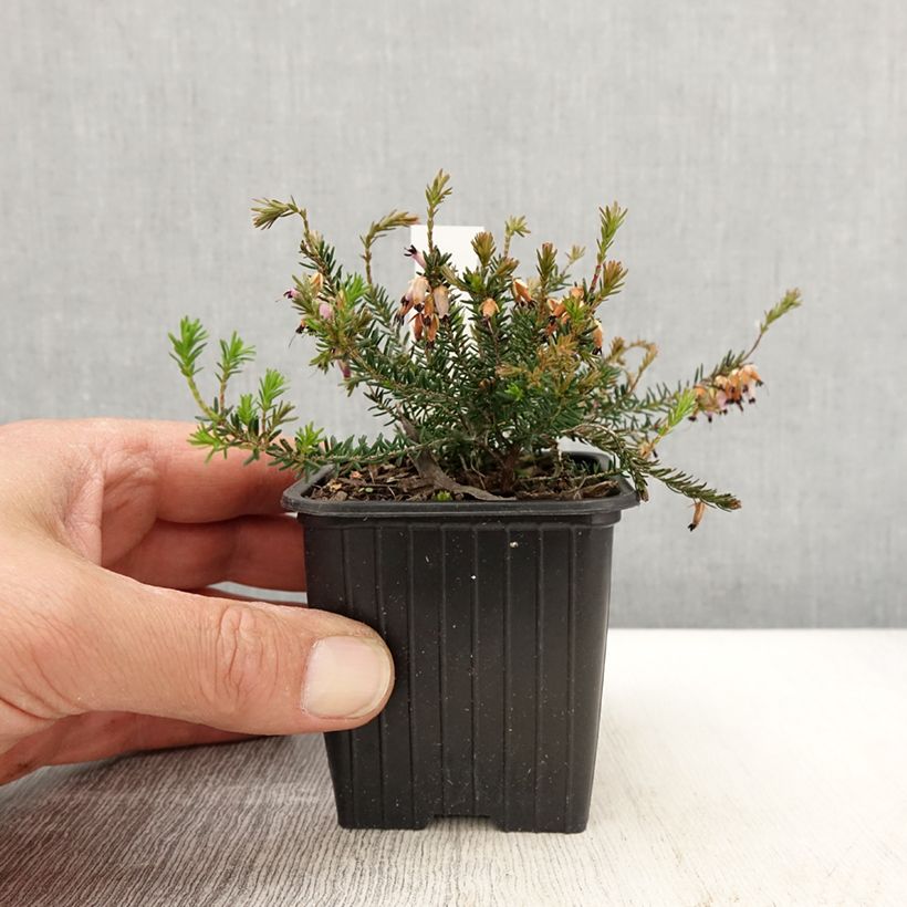 Exemplar von Bruyère des neiges - Erica carnea Springwood Pink Kleine Töpfe von 8/9 cm wie im Frühjahr geliefert