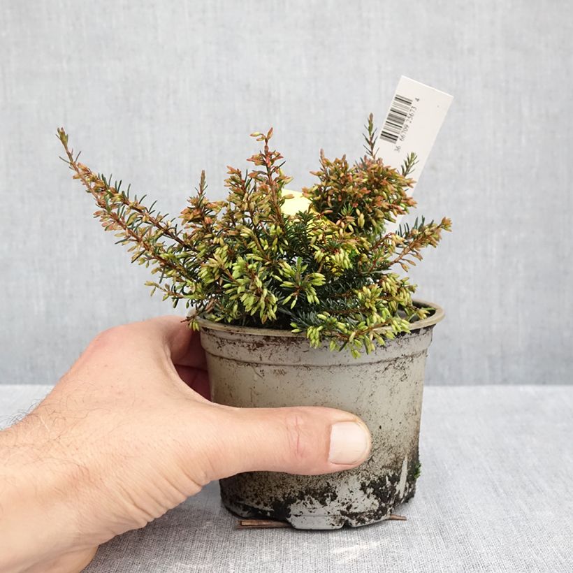 Exemplar von Schnee-Heide Wintersonne - Erica carnea Topf 12 cm / 13 cm wie im Herbst geliefert