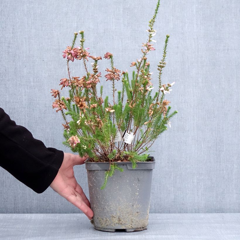 Exemplar von Bruyère du Cap - Erica verticillata Pot de 4L/5L wie im Winter geliefert