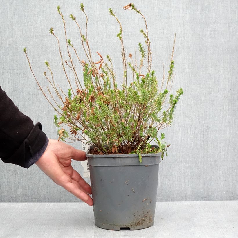 Exemplar von Heidekraut - Erica verticillata Topf mit 4L/5L wie im Frühjahr geliefert