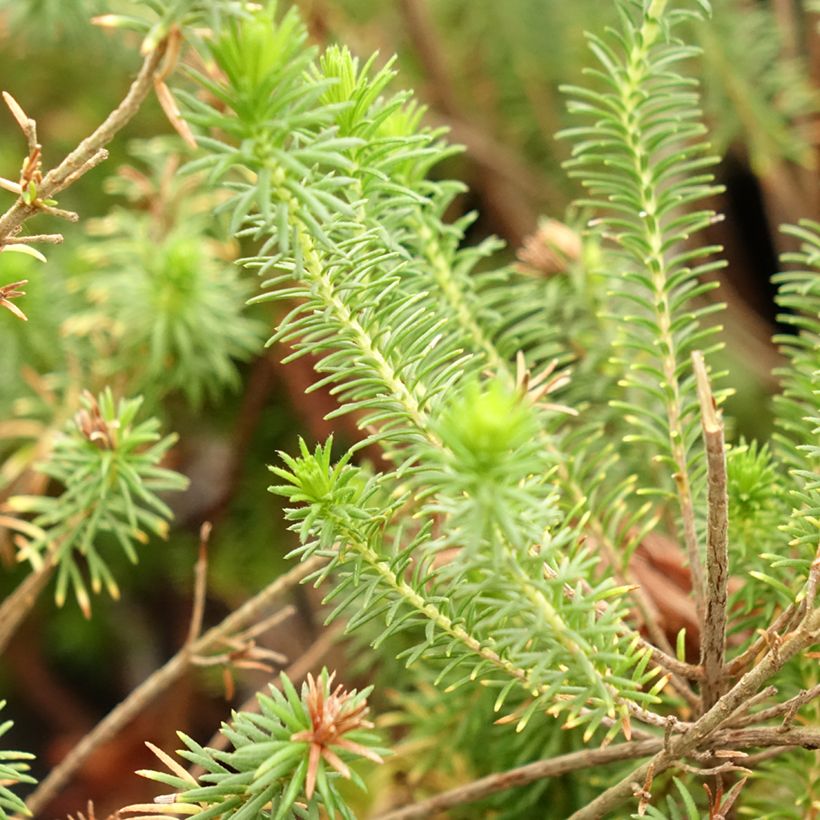 Heidekraut - Erica verticillata (Laub)