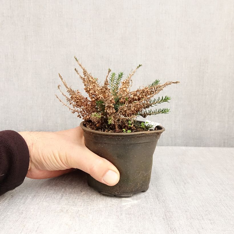 Exemplar von Cornwall-Heide Holden Pink - Erica vagans Topf 10 cm/11cm wie im Herbst geliefert