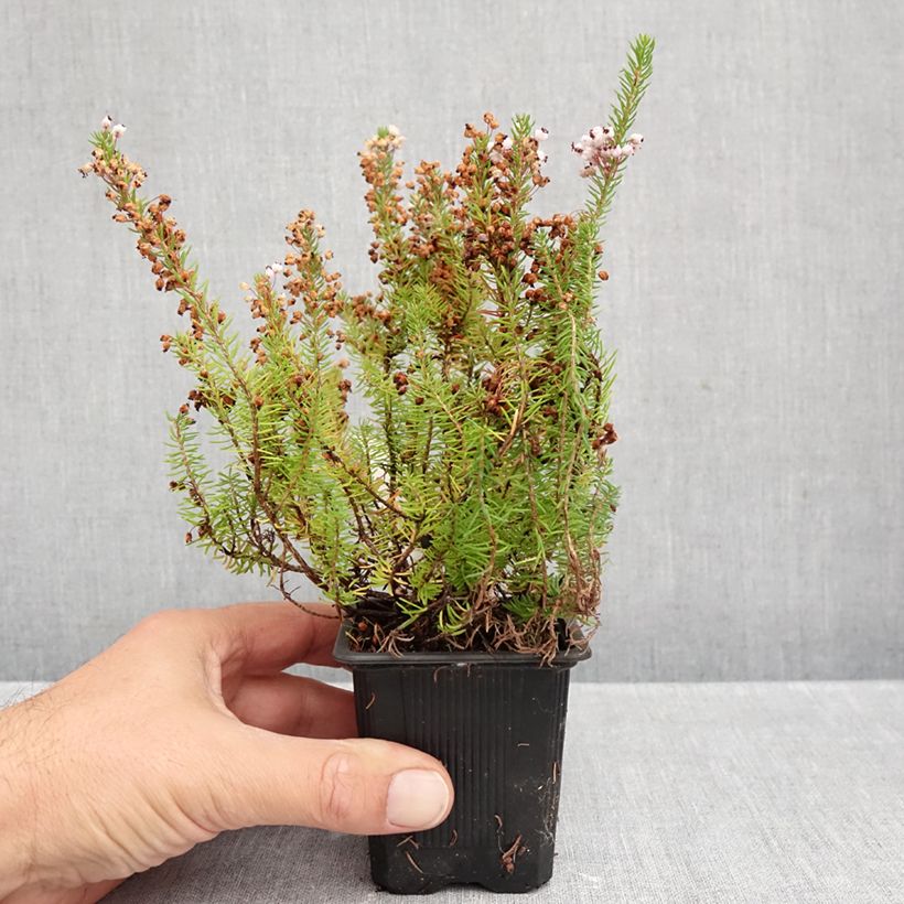Exemplar von Cornwall-Heide Mrs D.F. Maxwell - Erica vagans Kleine Töpfe von 8/9 cm wie im Herbst geliefert