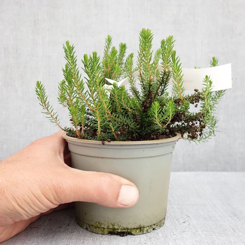 Exemplar von Cornwall-Heide Pyrenees Pink - Erica vagans Topf 12 cm / 13 cm wie im Frühjahr geliefert