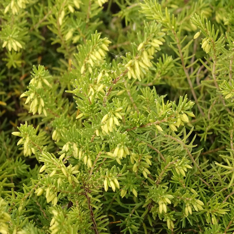Cornwall-Heide White Rocket - Erica vagans (Foliage)