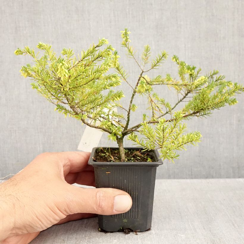 Example of Cornwall-Heide White Rocket - Erica vagans Kleine Töpfe von 8/9 cm as you get in automne