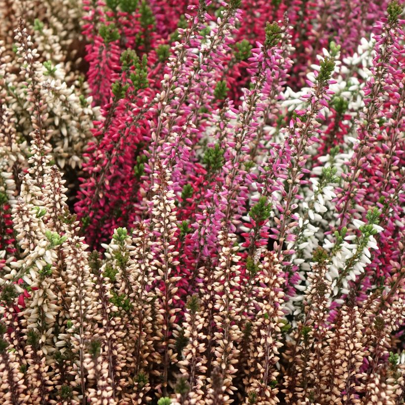 Besenheide Garden Girls Trio Mix - Calluna vulgaris (Wuchs)