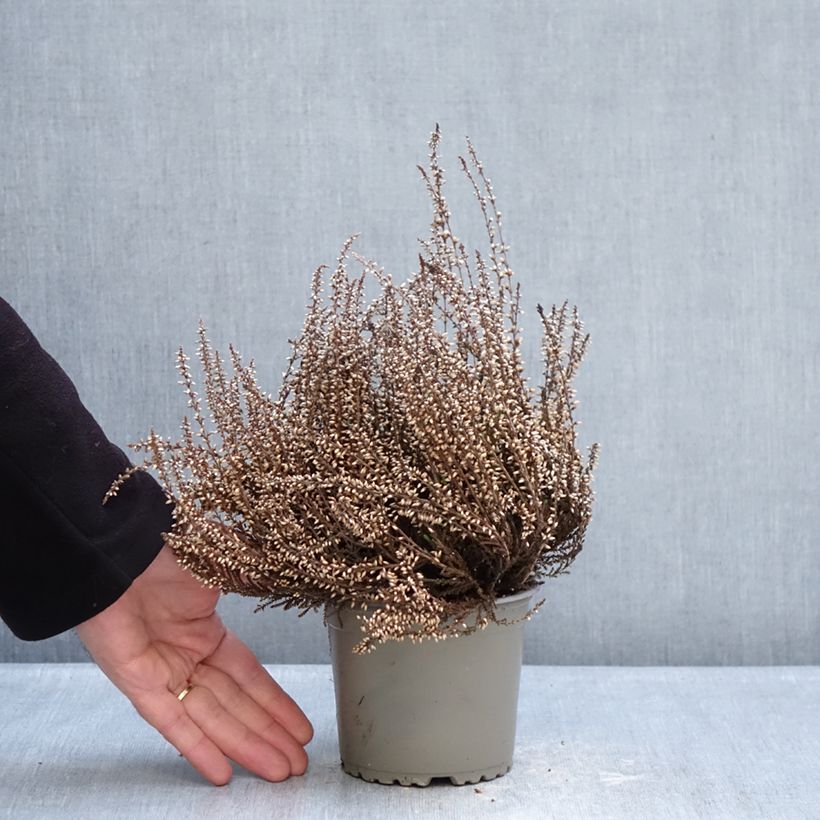 Exemplar von Besenheide Garden Girls Trio Mix - Calluna vulgaris Topf mit 1L/1,5L wie im Winter geliefert