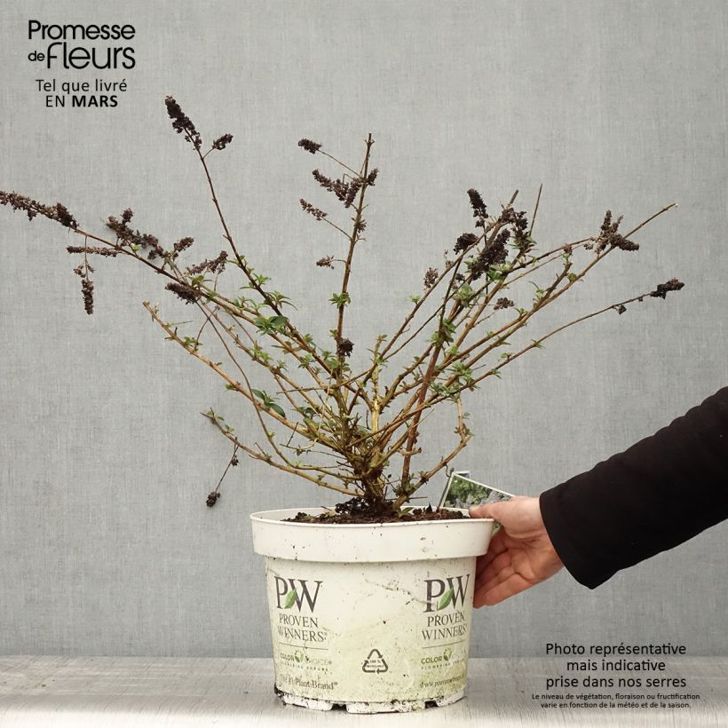 Exemplar von Buddleja Blue Chip - Sommerflieder Topf mit 7,5L/10L wie im Frühjahr geliefert