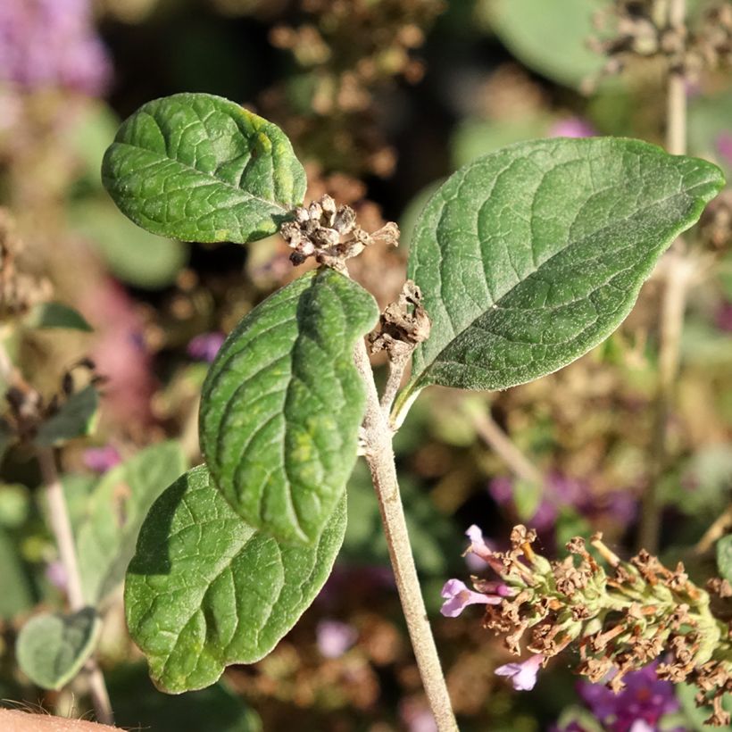 Buddleia Blue Chip Jr - Sommerflieder (Laub)