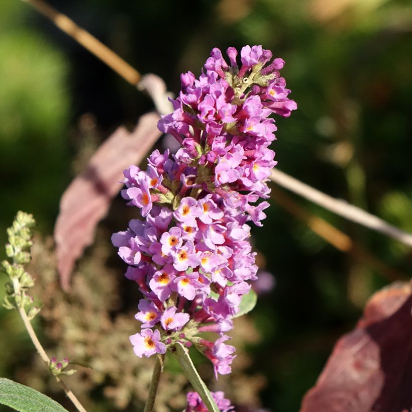 Buddleia Blue Chip Jr - Sommerflieder (Blüte)