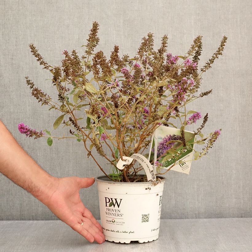 Exemplar von Buddleia Blue Chip Jr - Sommerflieder Topf mit 2L/3L wie im Sommer geliefert