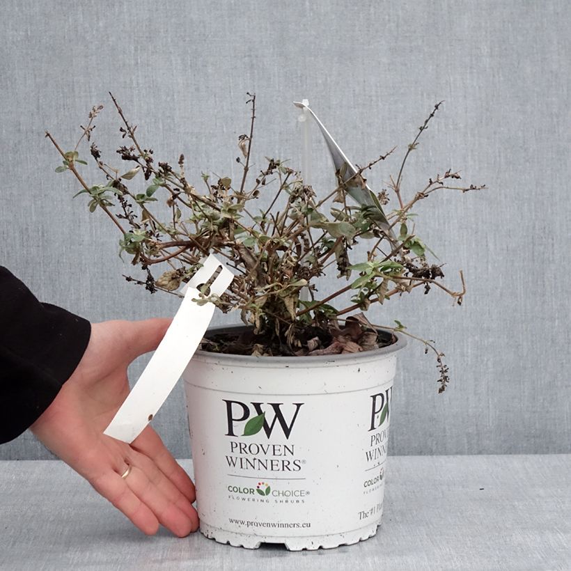 Exemplar von Buddleia Blue Chip Jr - Arbre aux papillons nain Pot de 2L/3L wie im Winter geliefert