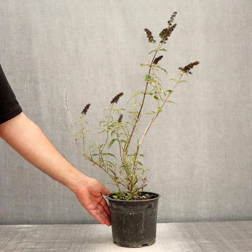 Exemplar von Buddleja davidii Black knight - Sommerflieder Topf mit 2L/3L wie im Sommer geliefert