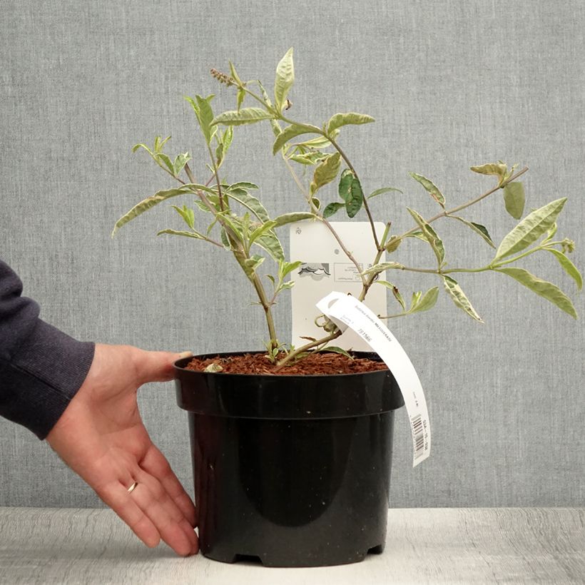 Exemplar von Buddleja davidii Masquerade - Sommerflieder Topf mit 3L/4L wie im Sommer geliefert