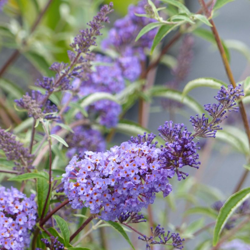 Buddleja davidii Nanho Blue - Sommerflieder (Flowering)