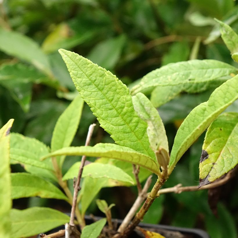 Buddleja davidii Pink Delight - Sommerflieder (Foliage)