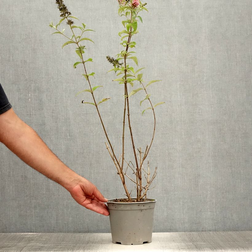 Exemplar von Buddleja davidii Pink Panther - Sommerflieder Topf mit 2L/3L wie im Sommer geliefert