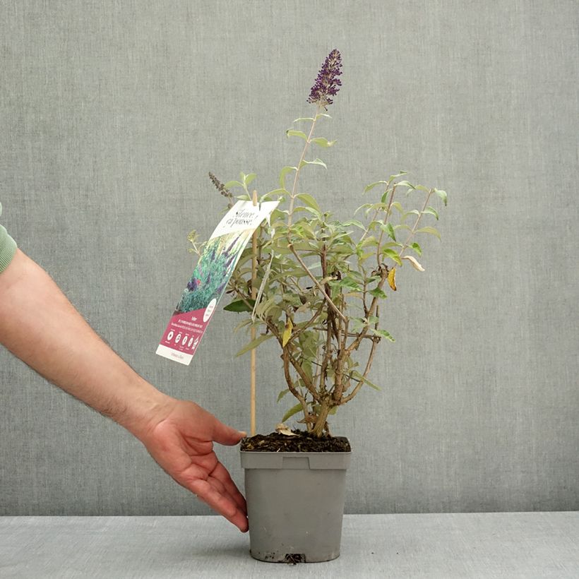 Exemplar von Buddleja davidii Rêve de Papillon Blue - Sommerflieder Topf mit 2L/3L wie im Frühjahr geliefert