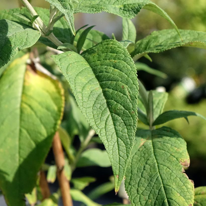 Buddleja davidii Rêve de Papillon Pink - Sommerflieder (Laub)