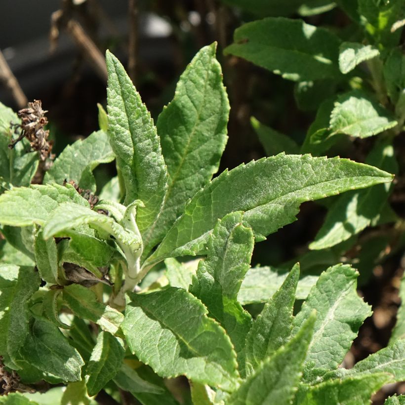 Buddleia davidii Tiny Buddy Deep Blue - Sommerflieder (Laub)