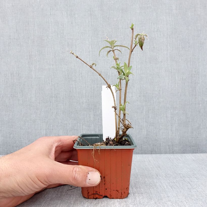 Exemplar von Buddleja davidii White Profusion - Sommerflieder Kleine Töpfe von 8/9 cm wie im Frühjahr geliefert