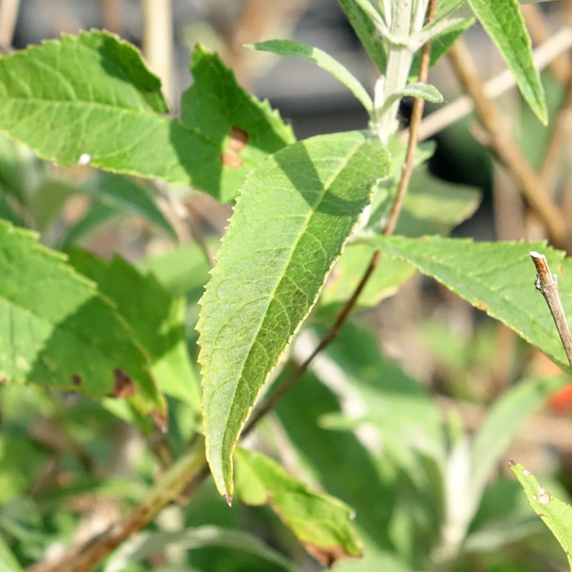 Buddleja davidii White Profusion - Sommerflieder (Laub)