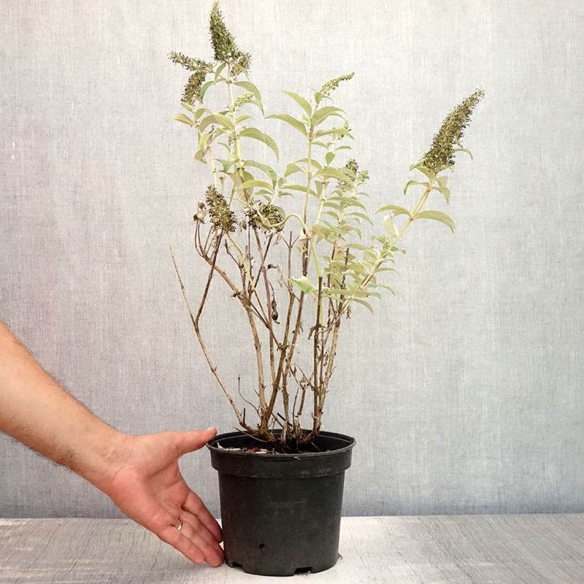 Exemplar von Buddleja davidii White Profusion - Sommerflieder Topf mit 3L/4L wie im Sommer geliefert