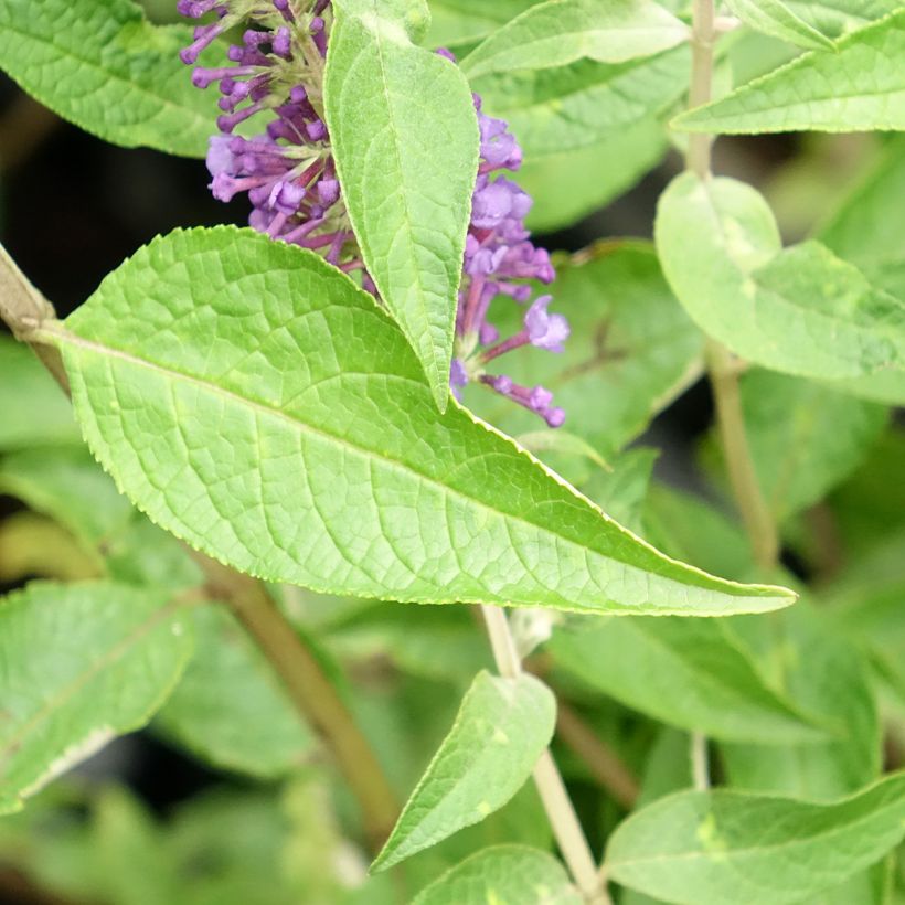Buddleja davidii Empire Blue - Sommerflieder (Laub)