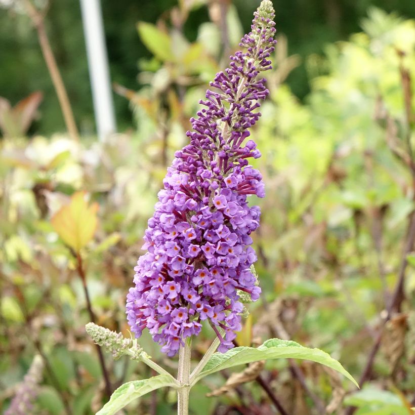 Buddleja davidii Empire Blue - Sommerflieder (Blüte)