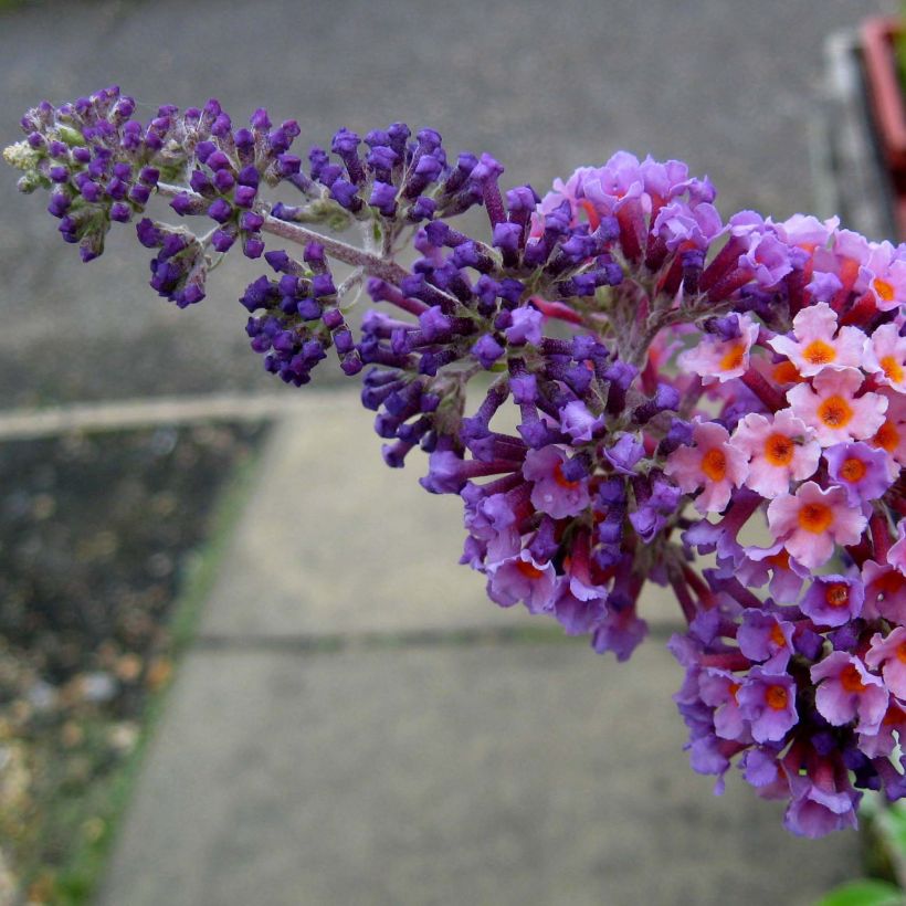 Buddleja Flower Power - Sommerflieder (Blüte)
