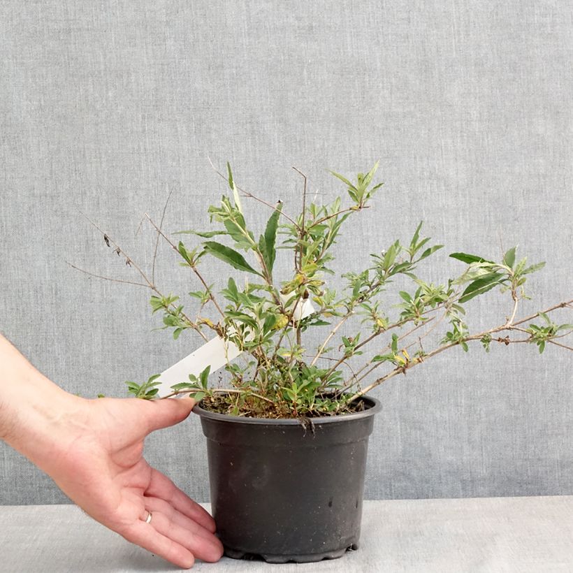 Example of Buddleja davidii Free Petite Lavender Flow - Sommerflieder Topf mit 2L/3L as you get in printemps