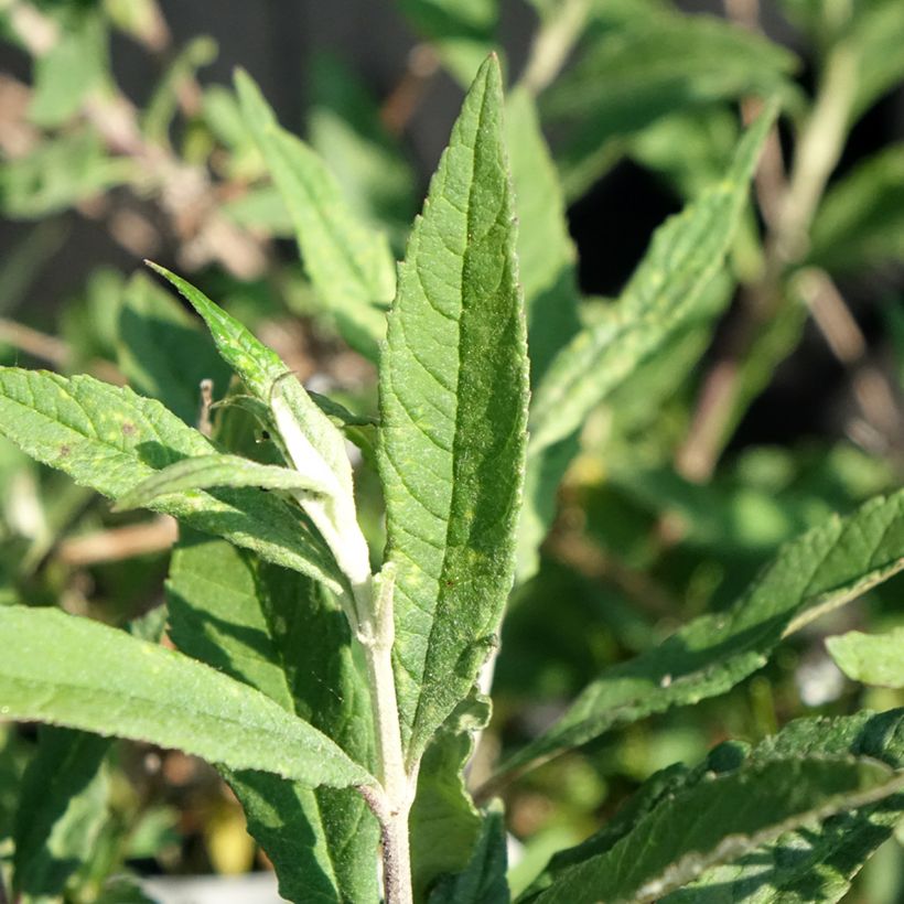 Buddleja davidii Free Petite Lavender Flow - Sommerflieder (Foliage)