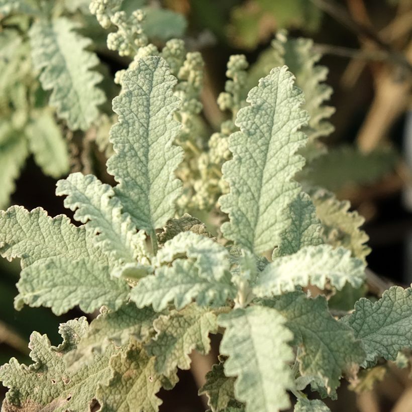 Buddleja glomerata Silver Service - Sommerflieder (Foliage)
