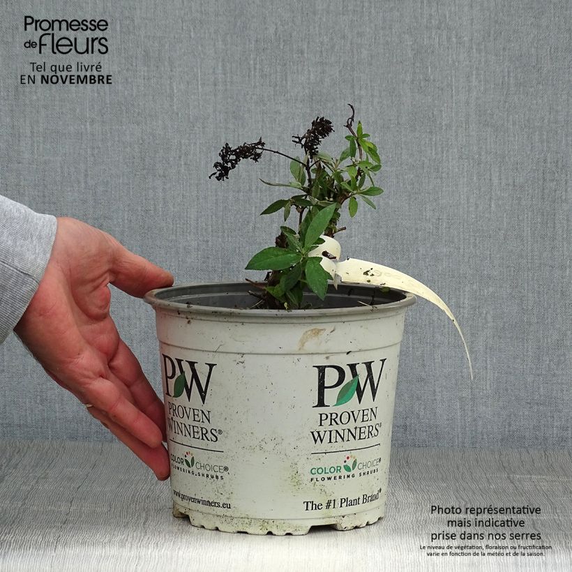 Exemplar von Buddleja davidii Lilac Chip - Sommerflieder Topf mit 2L/3L wie im Herbst geliefert