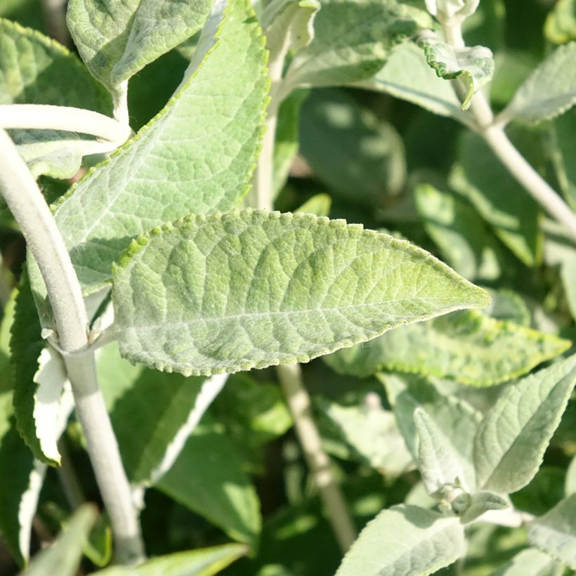 Buddleja Lochinch - Sommerflieder (Foliage)