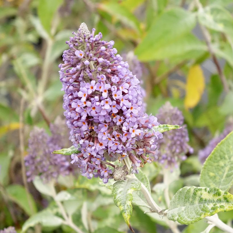 Buddleja Lochinch - Sommerflieder (Flowering)