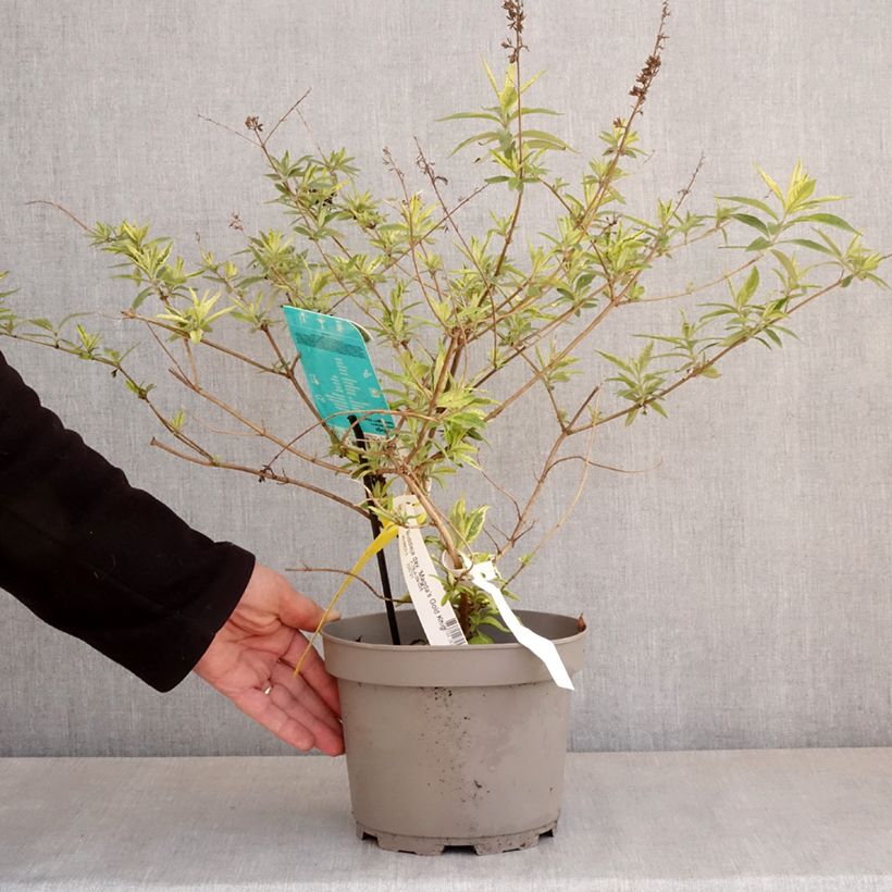 Exemplar von Buddleia Magda's Gold Knight - Sommerflieder Topf mit 3L/4L wie im Frühjahr geliefert