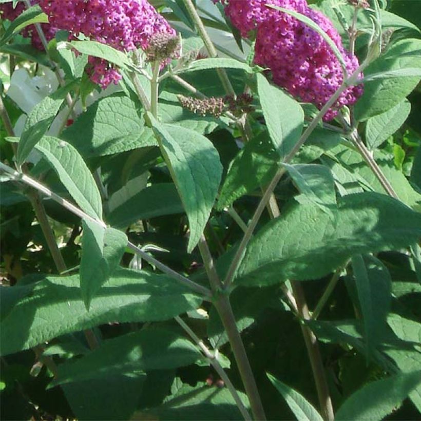 Buddleja Miss Ruby - Sommerflieder (Foliage)