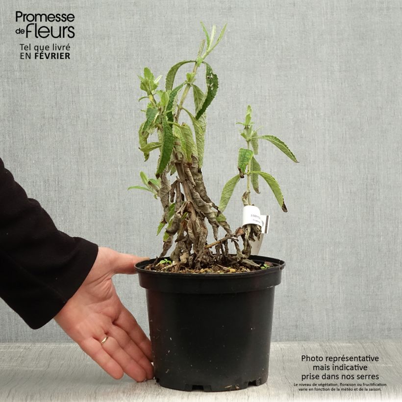 Exemplar von Buddleia Orange Sceptre - Arbre aux papillons Pot de 3L/4L wie im Winter geliefert