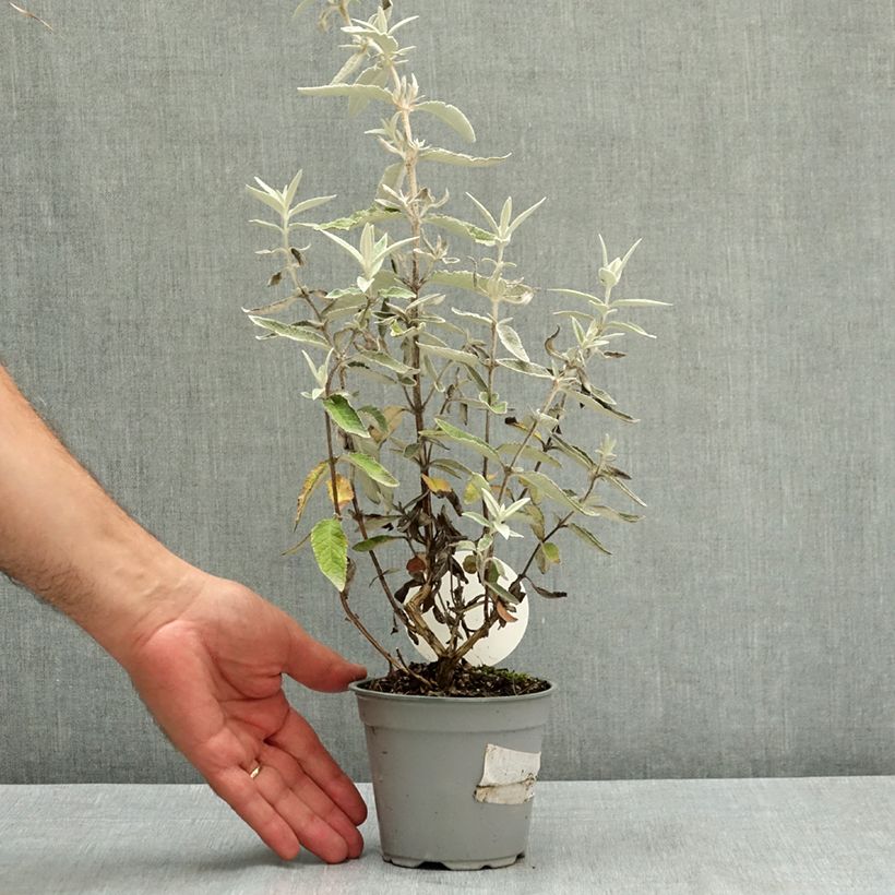 Exemplar von Buddleja Silver Anniversary - Sommerflieder Topf 12 cm / 13 cm wie im Sommer geliefert