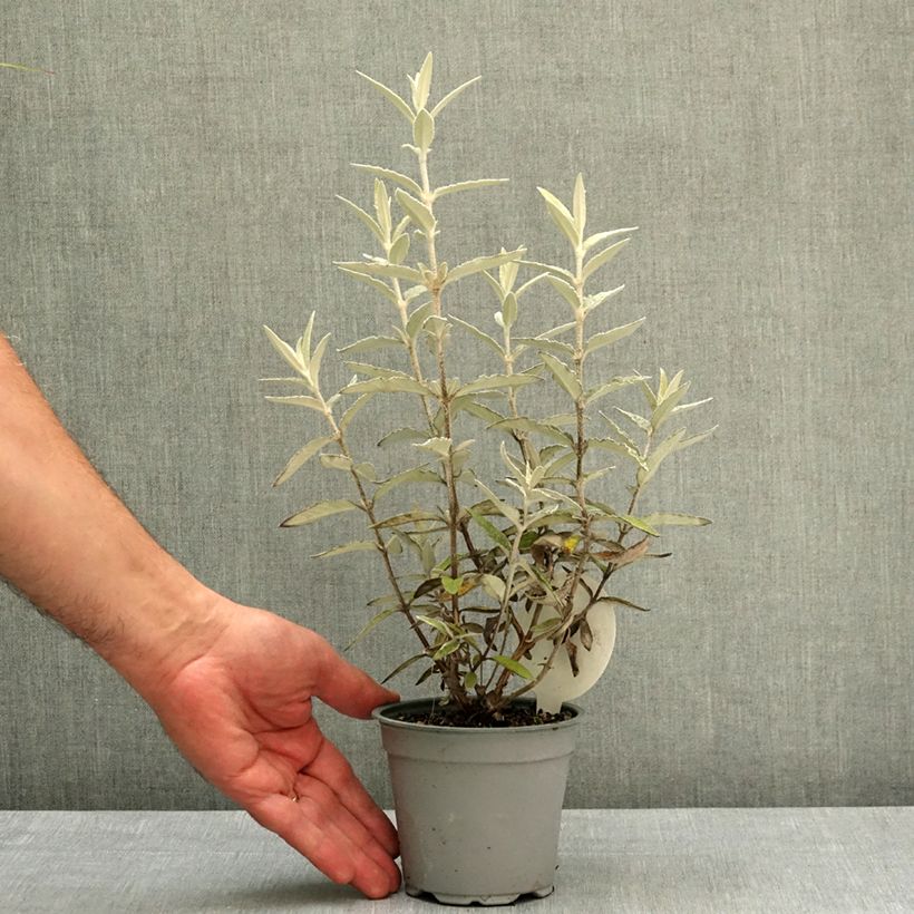 Exemplar von Buddleja Silver Anniversary - Sommerflieder Topf 12 cm / 13 cm wie im Frühjahr geliefert