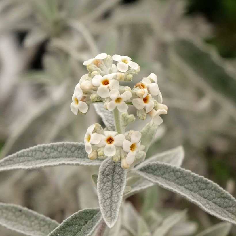 Buddleja Silver Anniversary - Sommerflieder (Blüte)