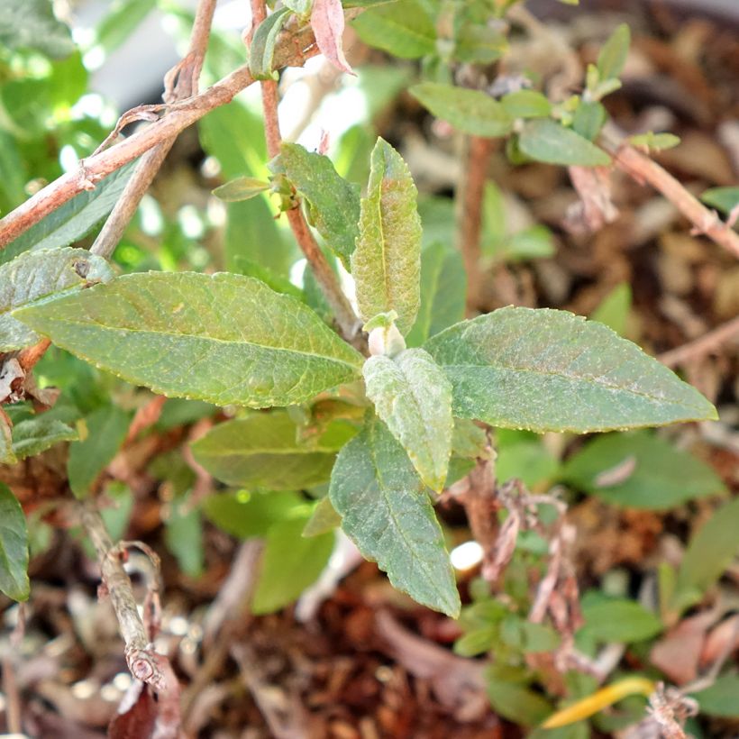 Buddleja Tiny Buddy White - Sommerflieder (Laub)