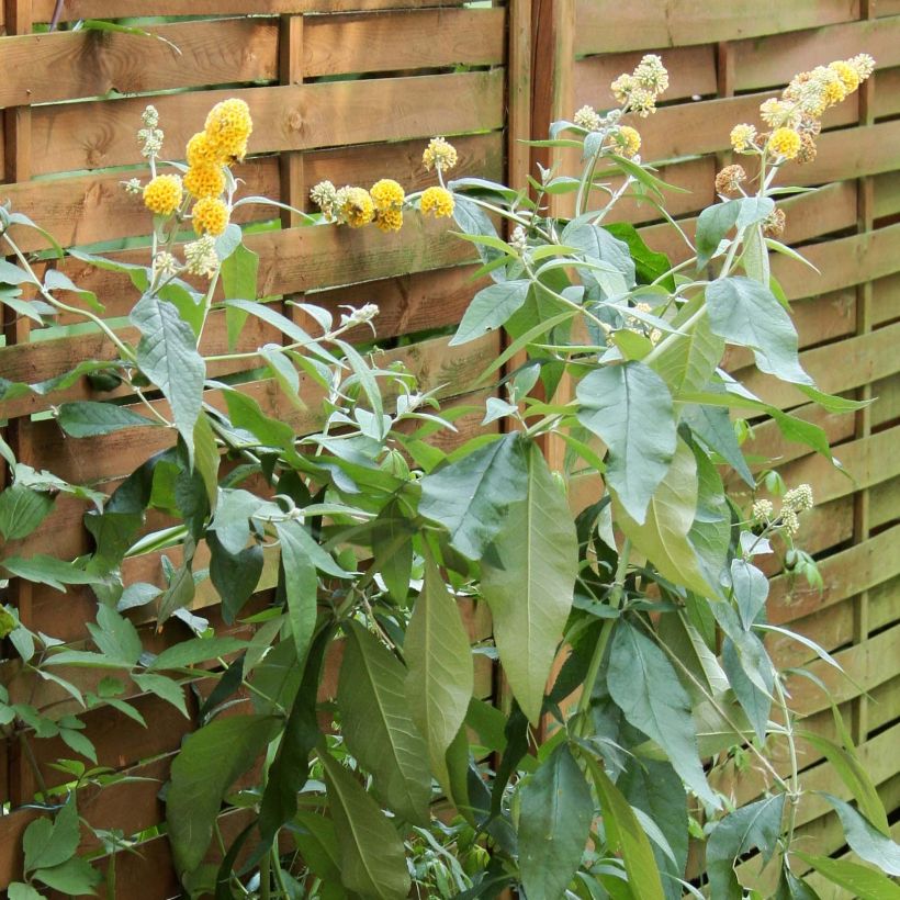 Buddleja weyeriana Sungold - Sommerflieder (Plant habit)