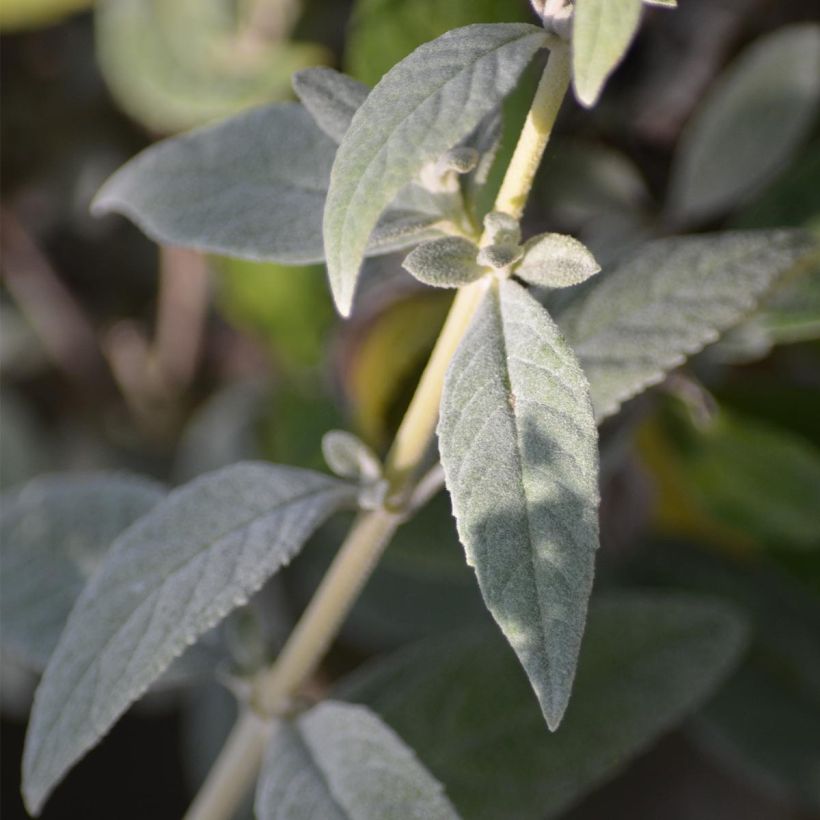Buddleja White Chip - Sommerflieder (Foliage)