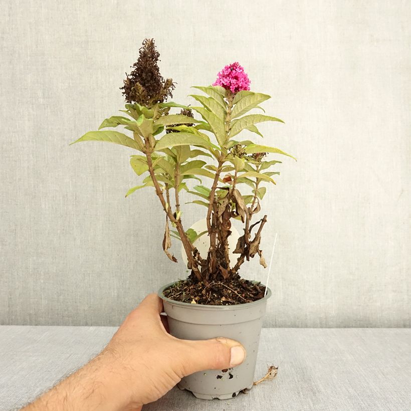 Exemplar von Buddleja Butterfly Candy Little Cerise - Sommerflieder Topf 12 cm / 13 cm wie im Sommer geliefert