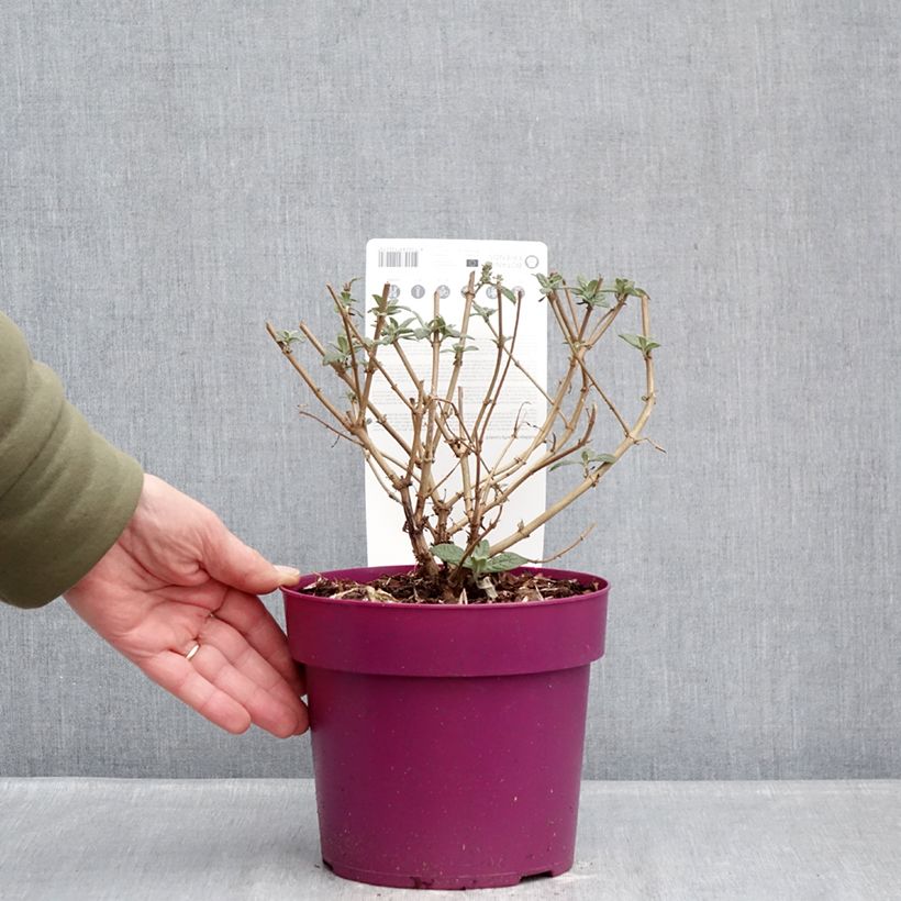Example of Buddleja Butterfly Candy Little Cerise - Sommerflieder Topf mit 3L/4L as you get in hiver