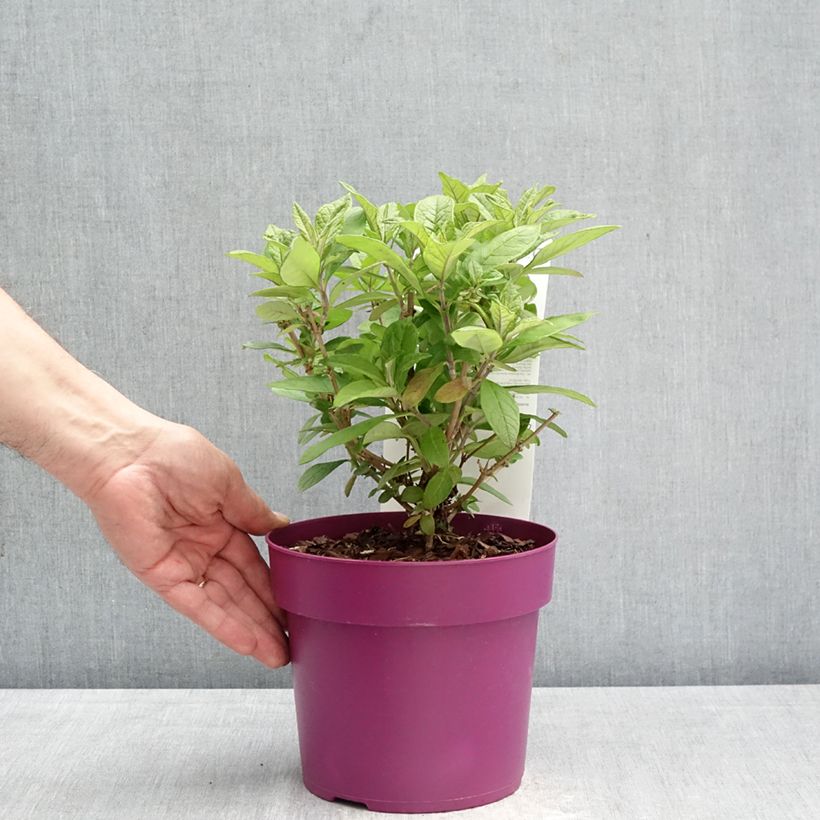 Exemplar von Buddleja Butterfly Candy Little Cerise - Sommerflieder Topf mit 3L/4L wie im Frühjahr geliefert