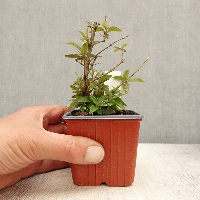 Example of Buddleja davidii Butterfly Candy Lila Sweetheart - Sommerflieder Kleine Töpfe von 8/9 cm as you get in printemps